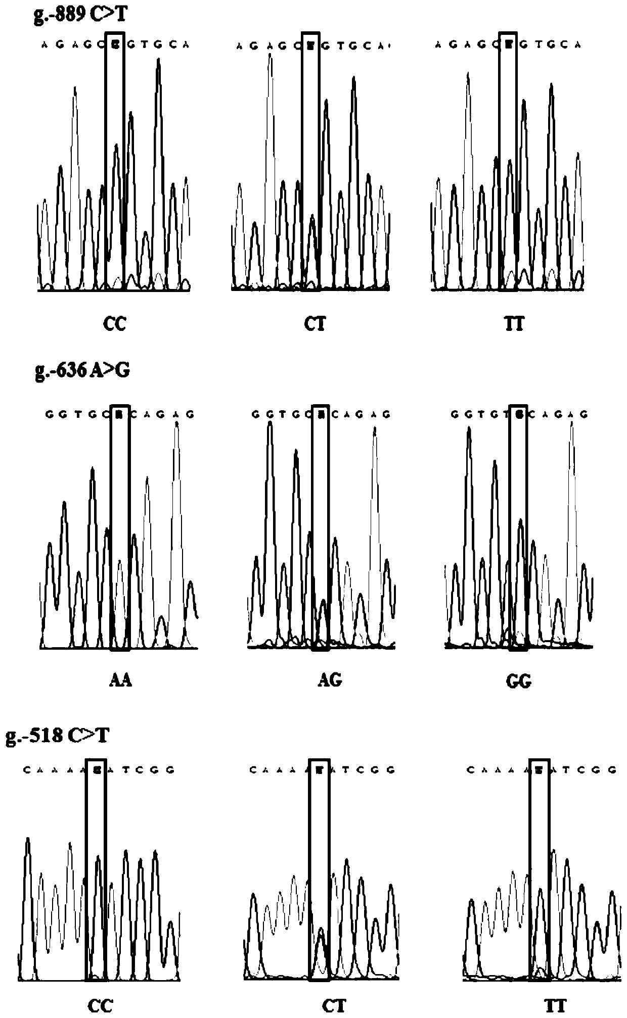 Molecular marking method for two mutation loci in 5' regulatory region of chicken MMP-11 gene and application in breeding of chicken sexual precocity traits