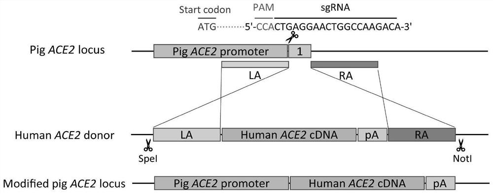 Construction method and application of hACE2 humanized transgenic pig