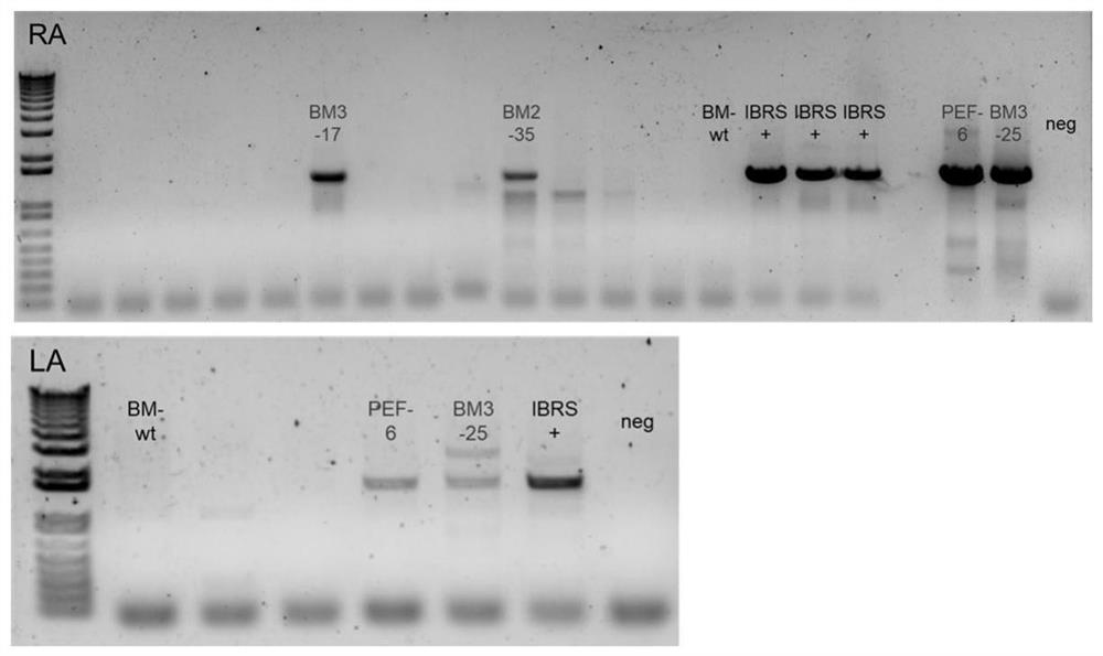 Construction method and application of hACE2 humanized transgenic pig