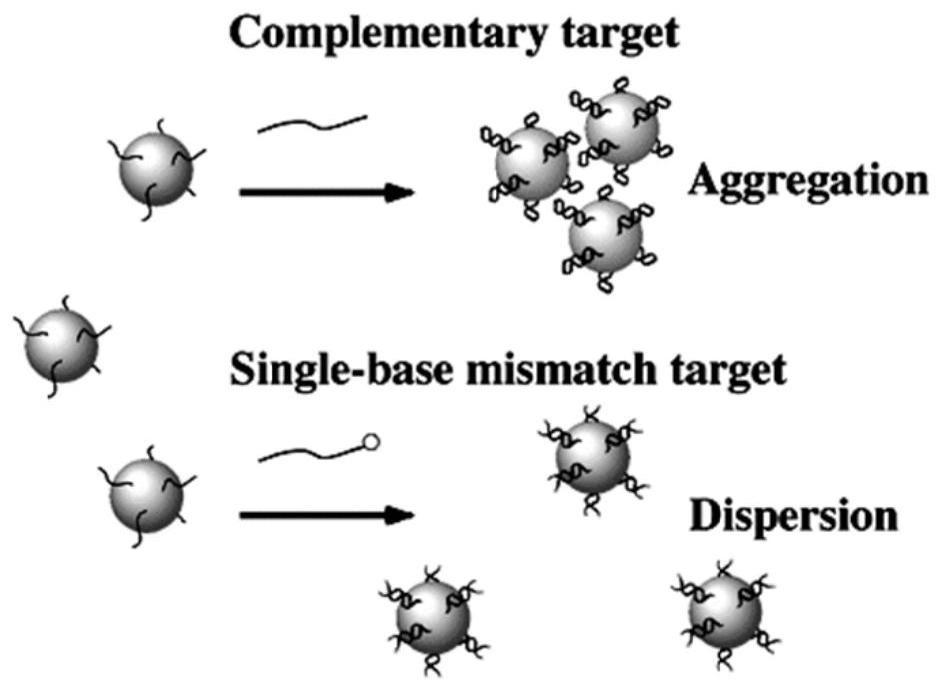 Colorimetric sensor for detecting mycotoxin in food, detection system and application