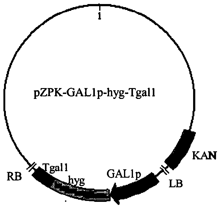 Galactokinase promoter and terminator and their application