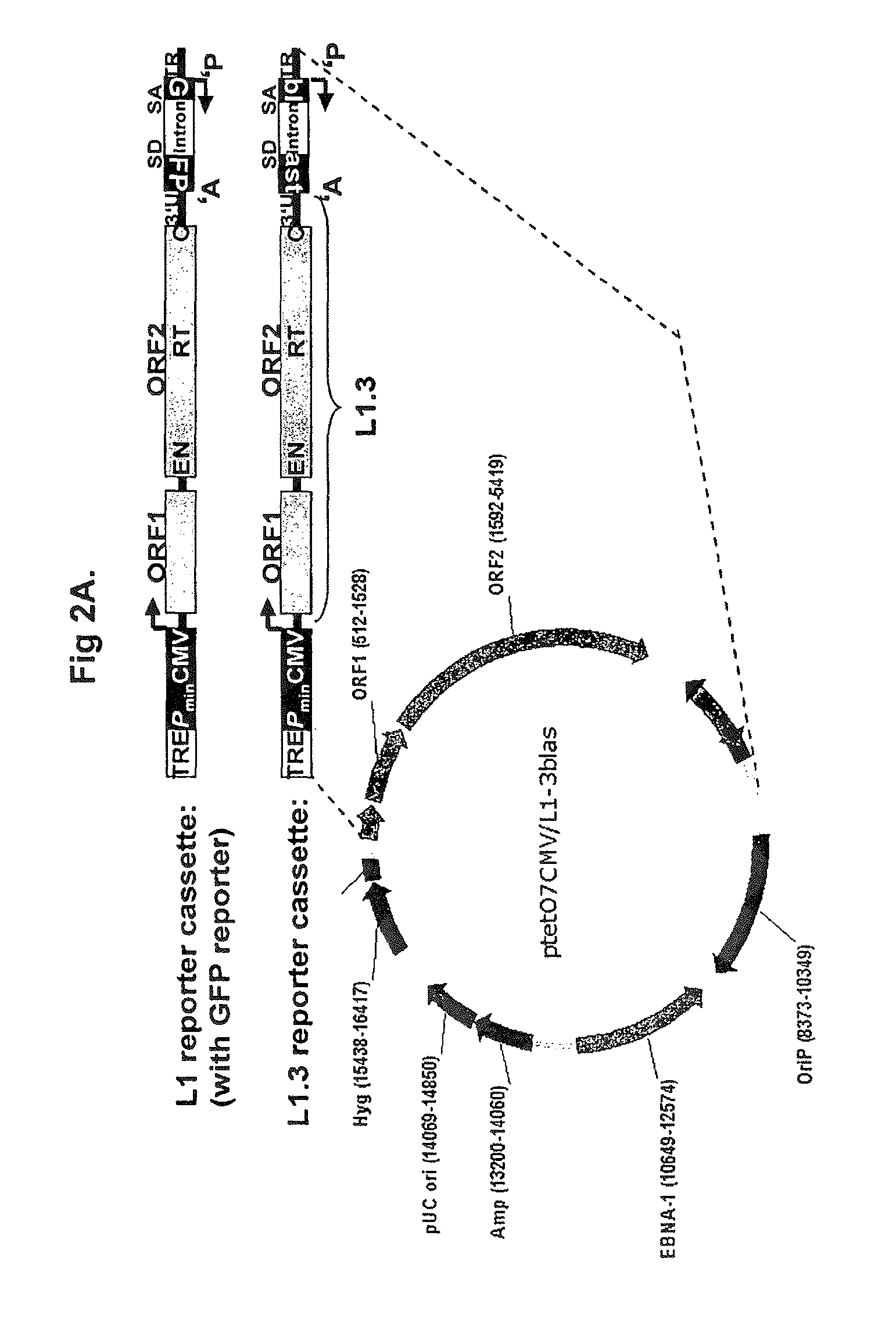 Controlled activation of non-LTR retrotransposons in mammals