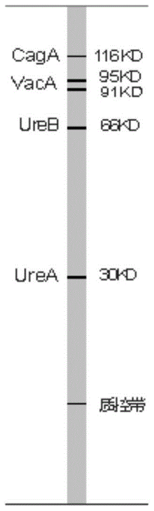 A kind of test kit for typing detection of Helicobacter pylori