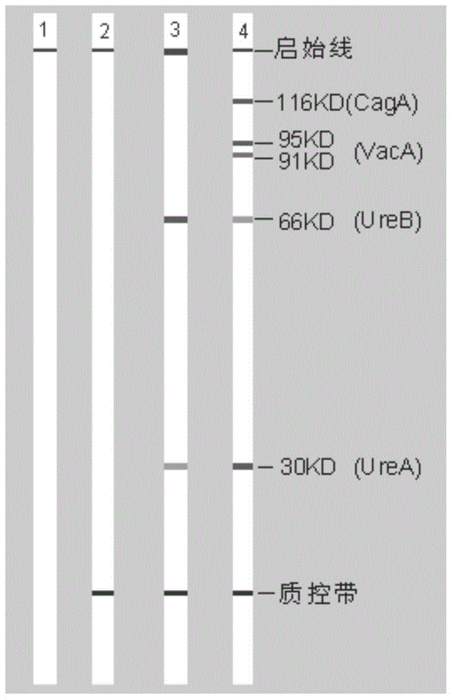 A kind of test kit for typing detection of Helicobacter pylori