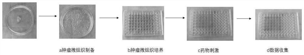 Individualized drug sensitivity detection method for tumor tissue homogenate substituted serum micro-tissue block