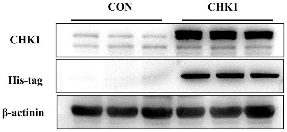 Recombinant human CHK1 protein kinase hydrogel for promoting myocardial regeneration as well as preparation method and application thereof