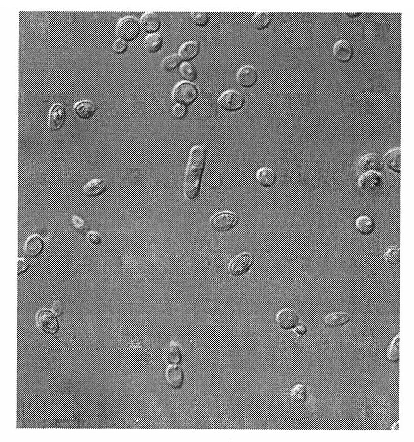 Pichia anomala strain capable of directly preparing xylose into alcohol