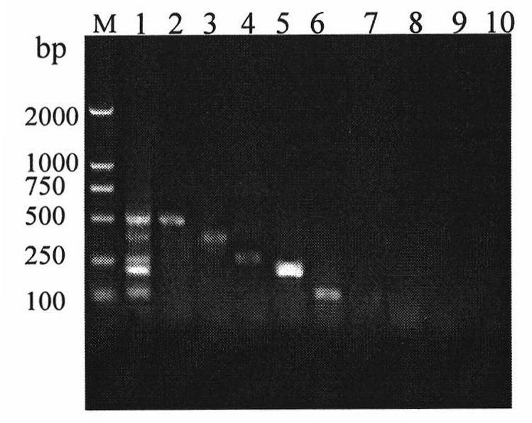 Method and special reagent kit for detecting five zoonosis virus