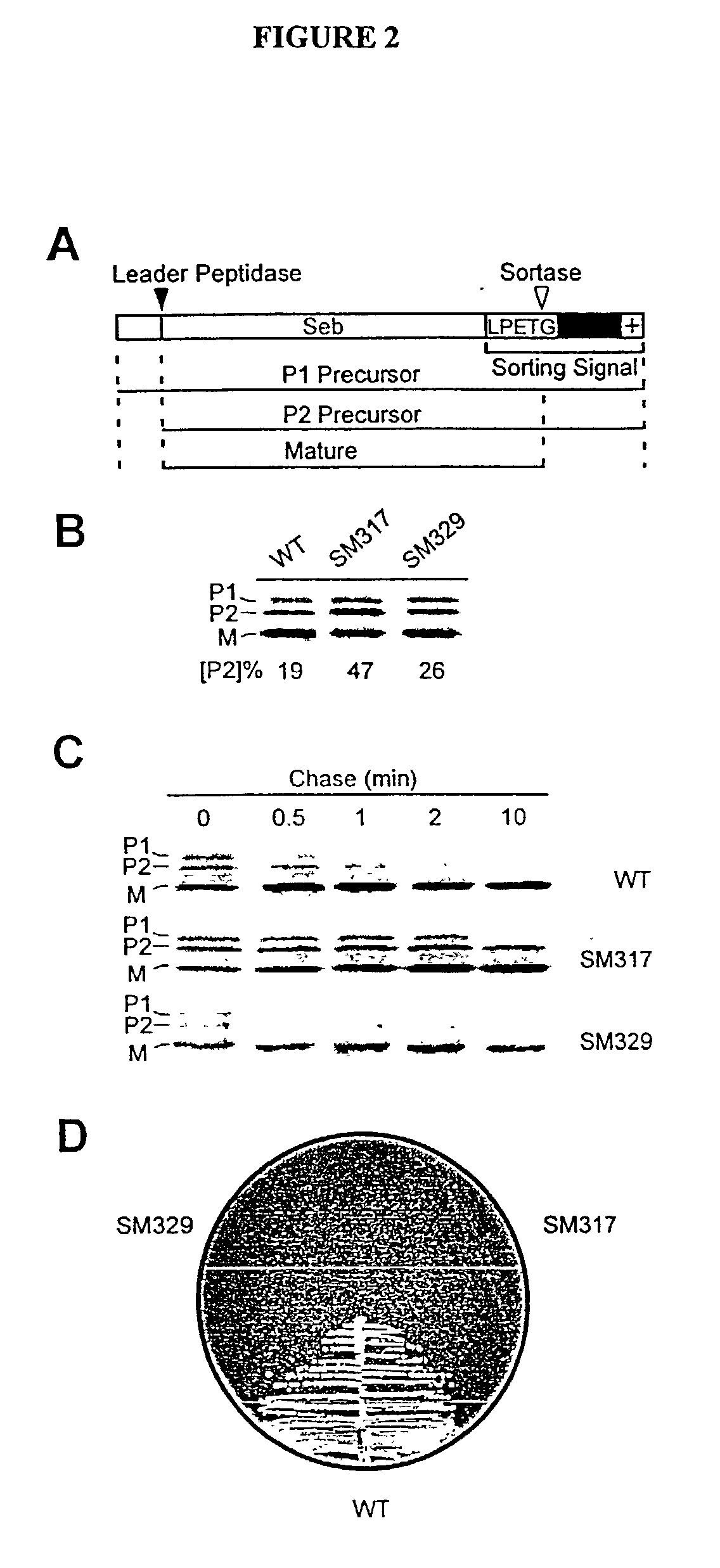 Identification of sortase gene