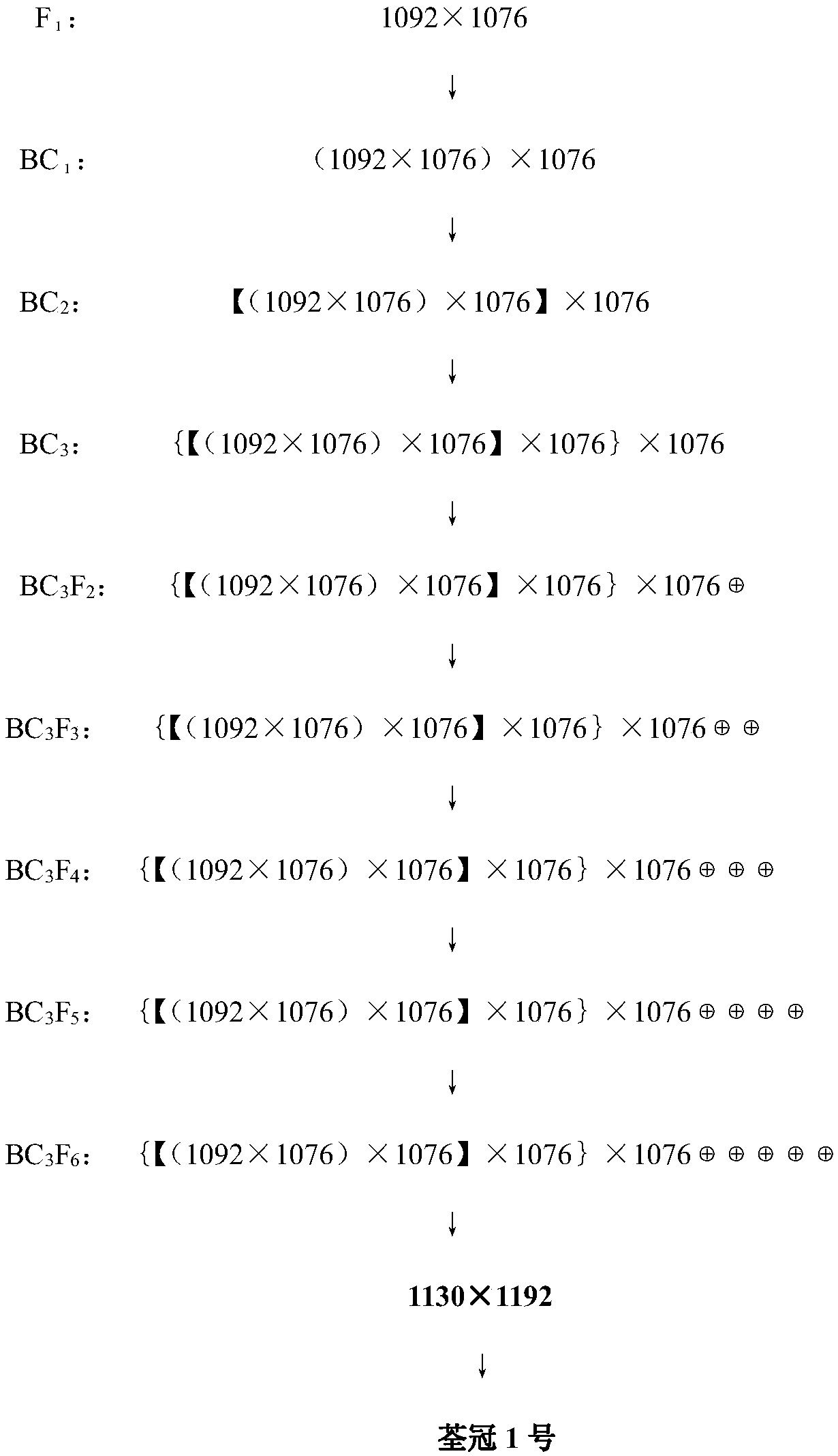 The Breeding Method and Application of the Non-Manny Type Pumpkin