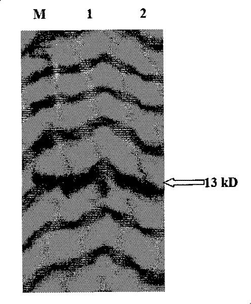 CpTI enzyme-linked immunoassay reagent kit as well as preparation method and application thereof