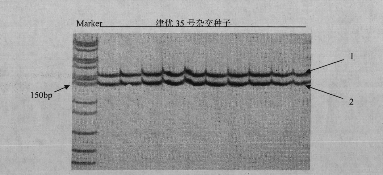 Primer sequence for detecting purity of hybrid seeds of Jinyou No.35 cucumbers and detection method