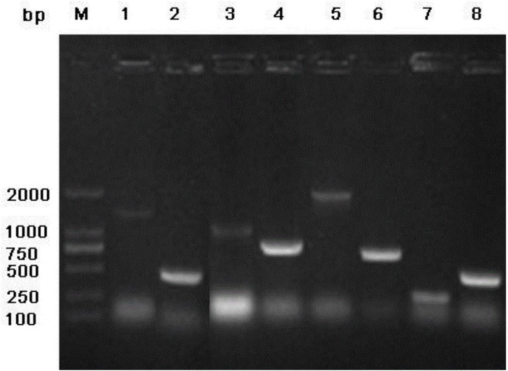 Gene expression product BLSJ-2 capable of diagnosing and identifying brucella and preparation method of gene expression product BLSJ-2