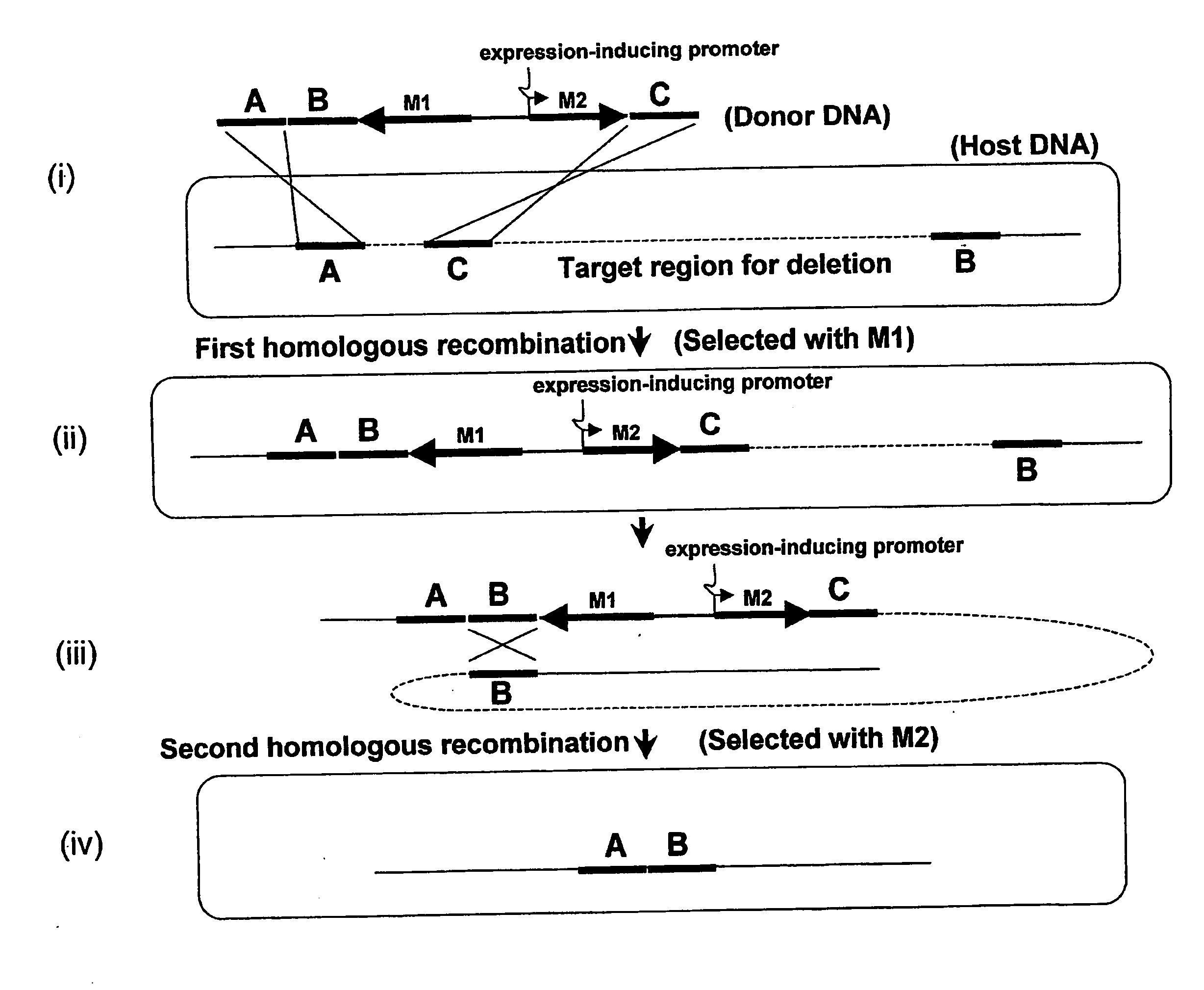 Method of Modifying Target Region in Host DNA and Selectable Marker Cassette