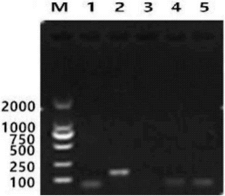 Bovine viral diarrhea virus nano-PCR detection kit and preparation method thereof
