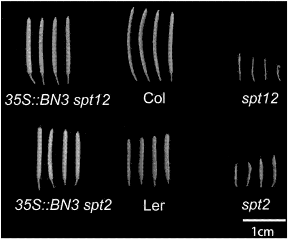 Application of brassica napus BnaSPT3 gene in promoting growth of pods of dicotyledons