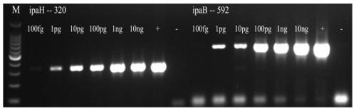 Primer set, kit and detection method for multiplex PCR detection of Staphylococcus aureus and Shigella in food