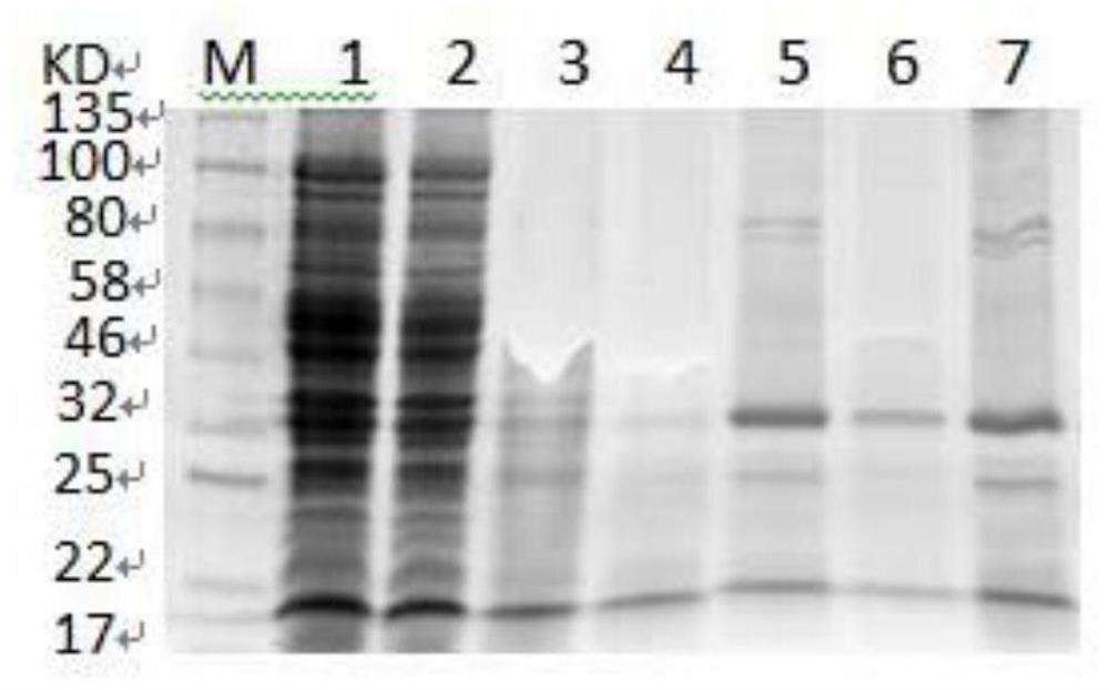 Porcine circovirus type 4 ELISA antibody detection kit, application and method for detecting porcine circovirus type 4 antibody
