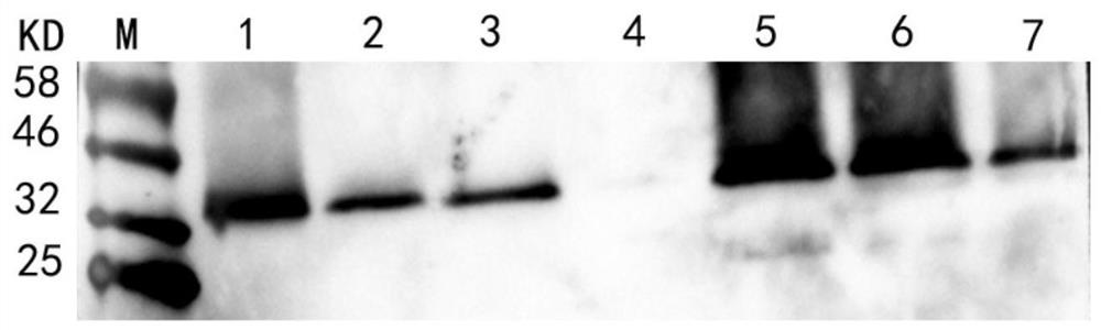 Porcine circovirus type 4 ELISA antibody detection kit, application and method for detecting porcine circovirus type 4 antibody