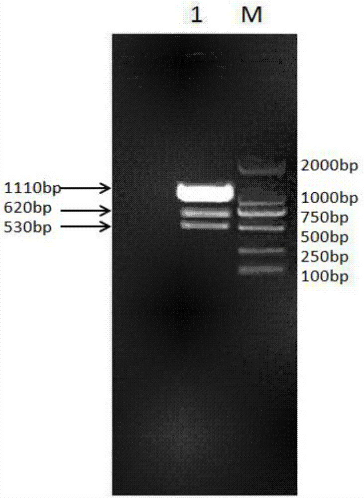 Recombinant ovine pegylated interferon tau, fusion protein for preparing same and preparation method of fusion protein