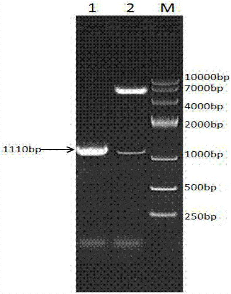 Recombinant ovine pegylated interferon tau, fusion protein for preparing same and preparation method of fusion protein