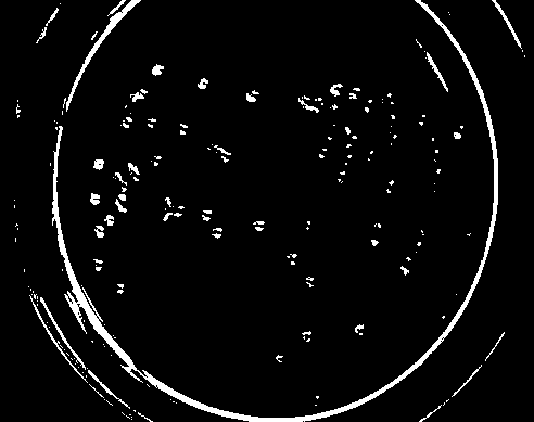 Paenibacillus mucilaginosus and application thereof