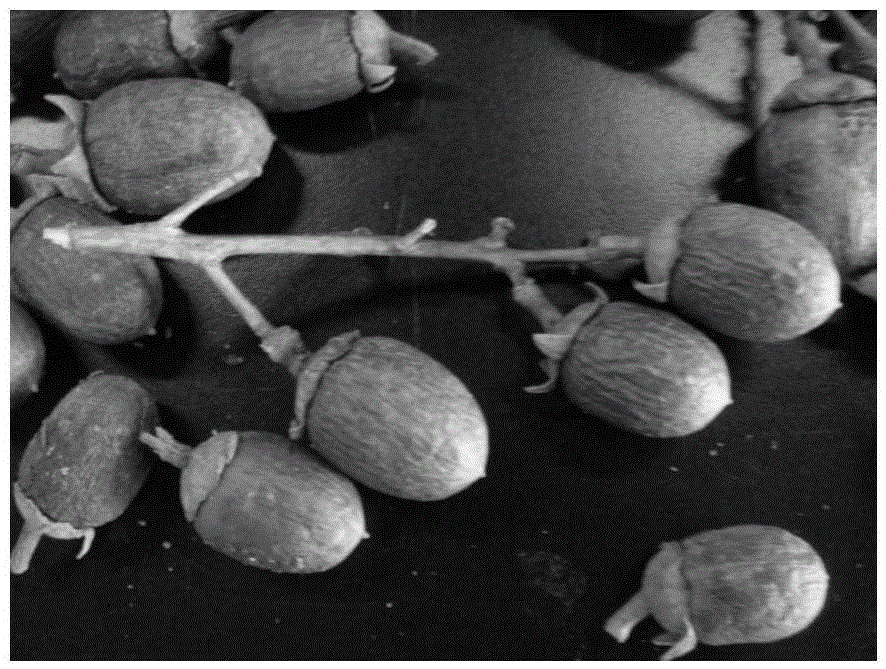 Tissue Culture and Rapid Propagation Method of Lagerstroemia yunnanensis