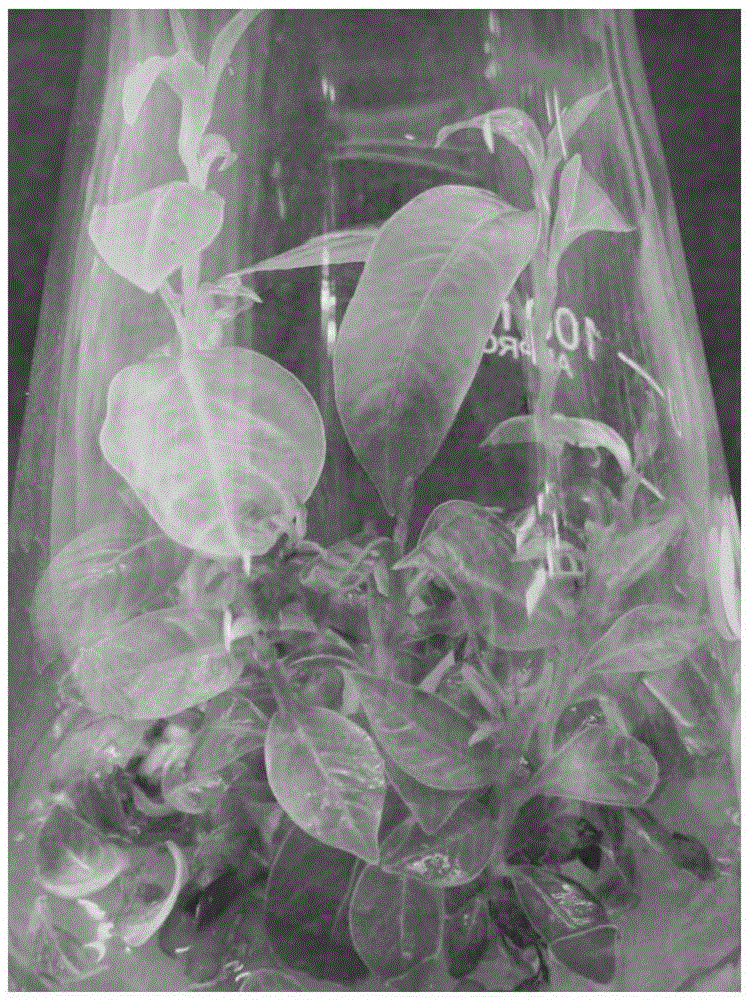 Tissue Culture and Rapid Propagation Method of Lagerstroemia yunnanensis