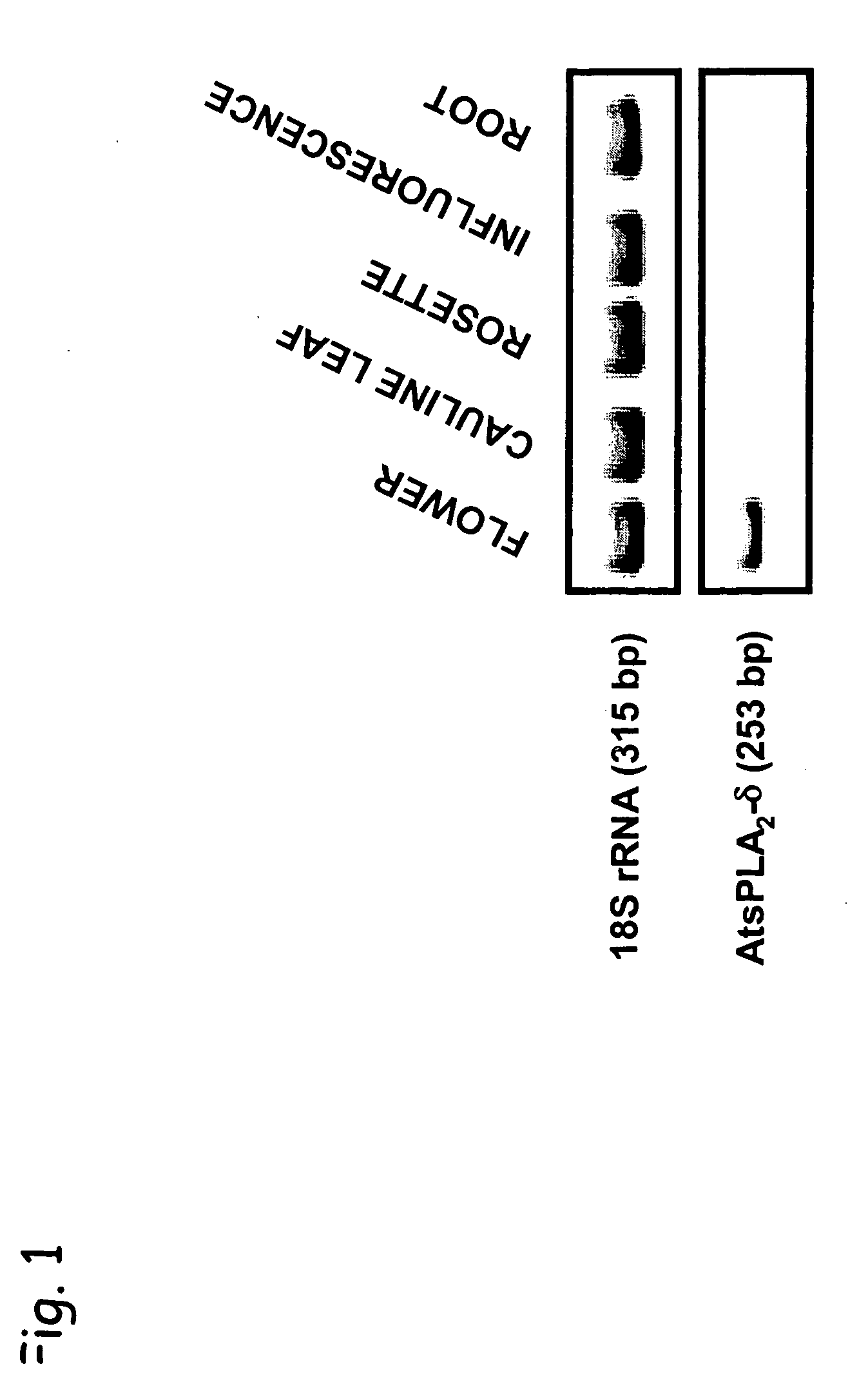 Solely pollen-specific promoter