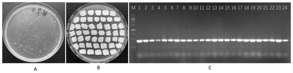 Construction method and application of yarrowia lipolytica with reduced fermentation foam production capacity