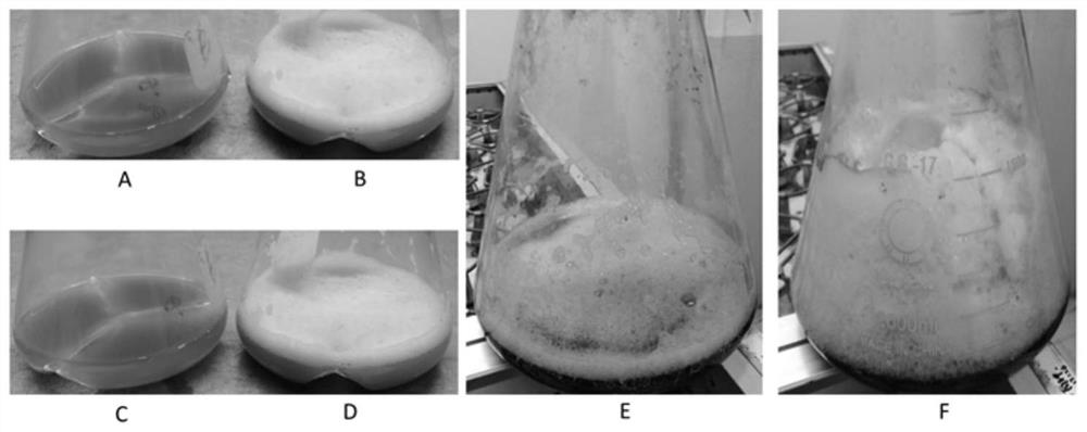Construction method and application of yarrowia lipolytica with reduced fermentation foam production capacity
