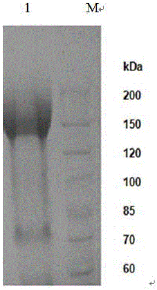 Aspergillus niger alpha-glucosidase gene and high-efficiency expression method thereof
