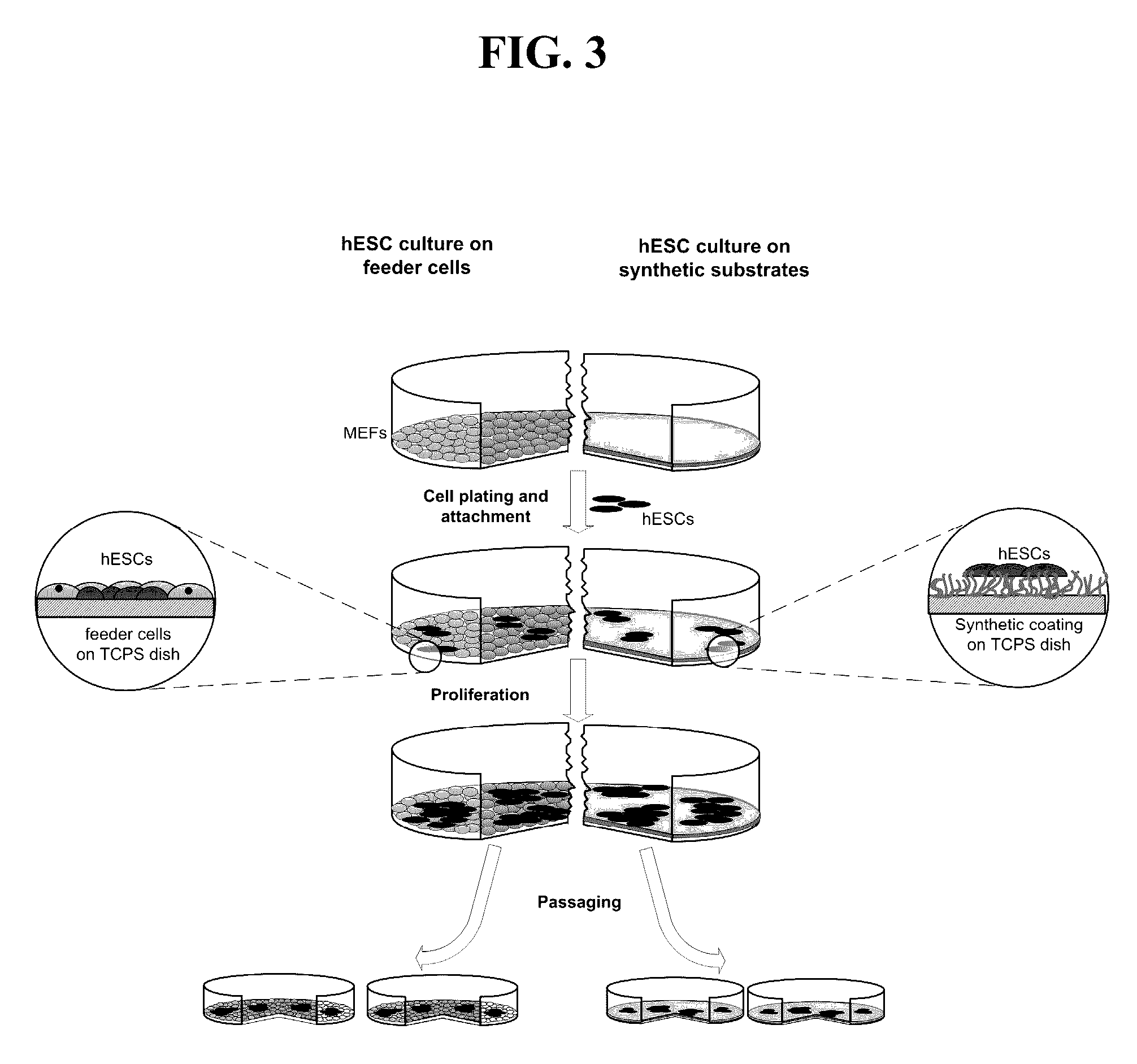 Methods and compositions for growth of cells and embryonic tissue on a synthetic polymer matrix