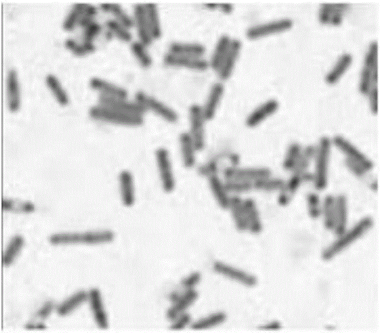 Bacillus amyloliquefaciens strain and its application in waste deodorization