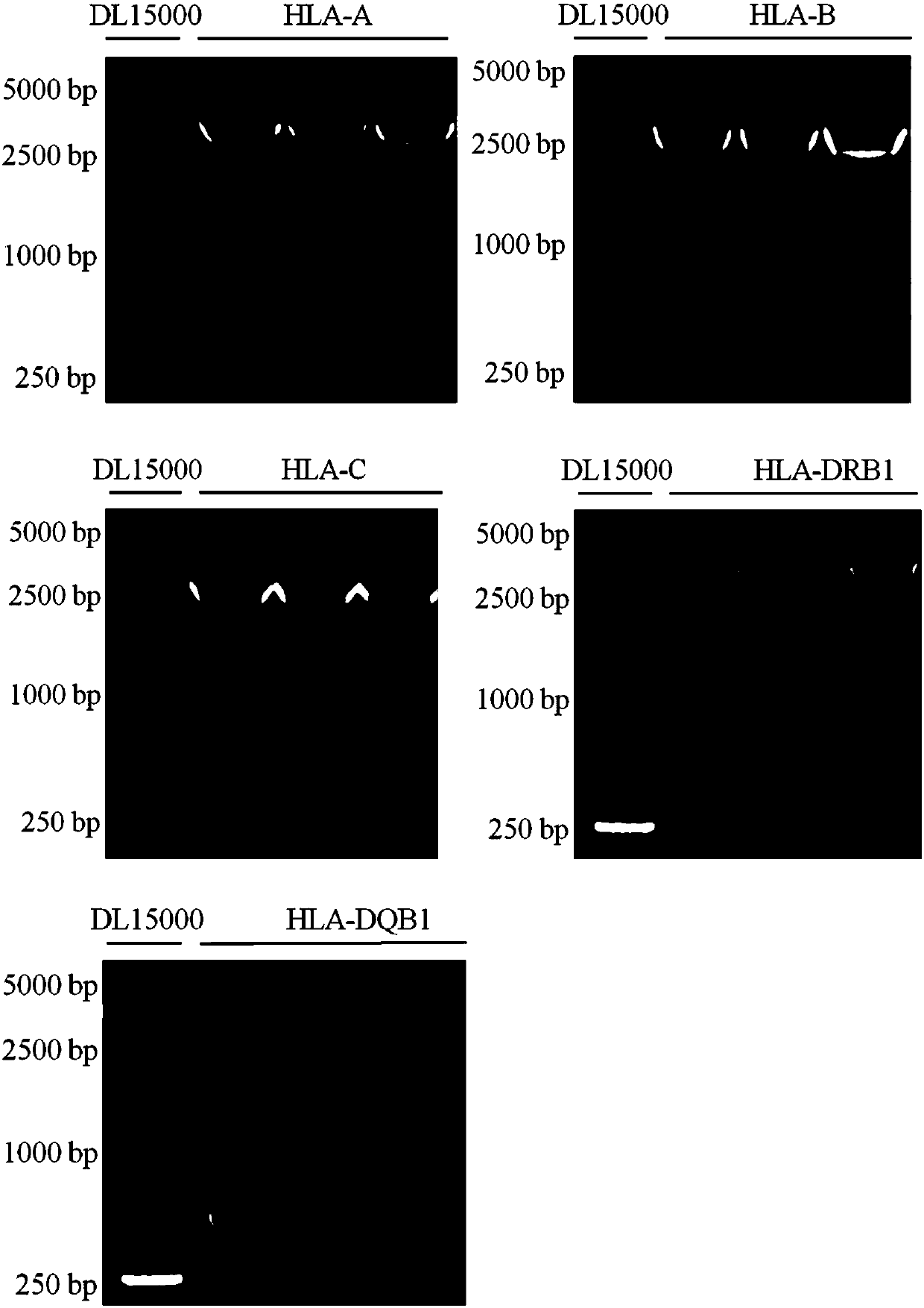Primers, kit and method for high-resolution typing of HLA gene