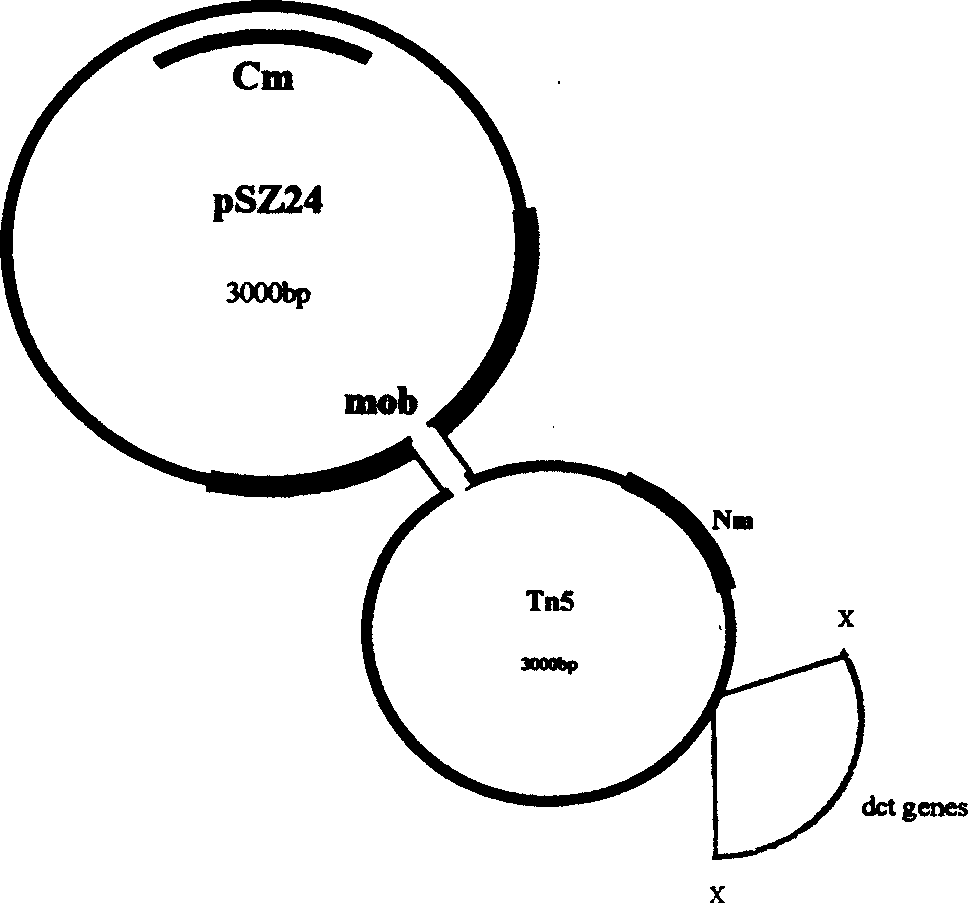 Gene capable of improving the nitrogen fixing ability of combined azotobacter and uses thereof