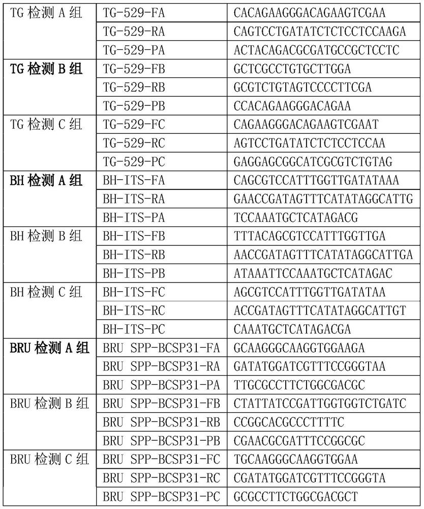 Multiplex PCR primer probes and kits for detection of pet-derived zoonoses