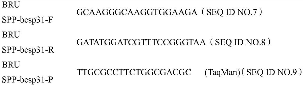 Multiplex PCR primer probes and kits for detection of pet-derived zoonoses