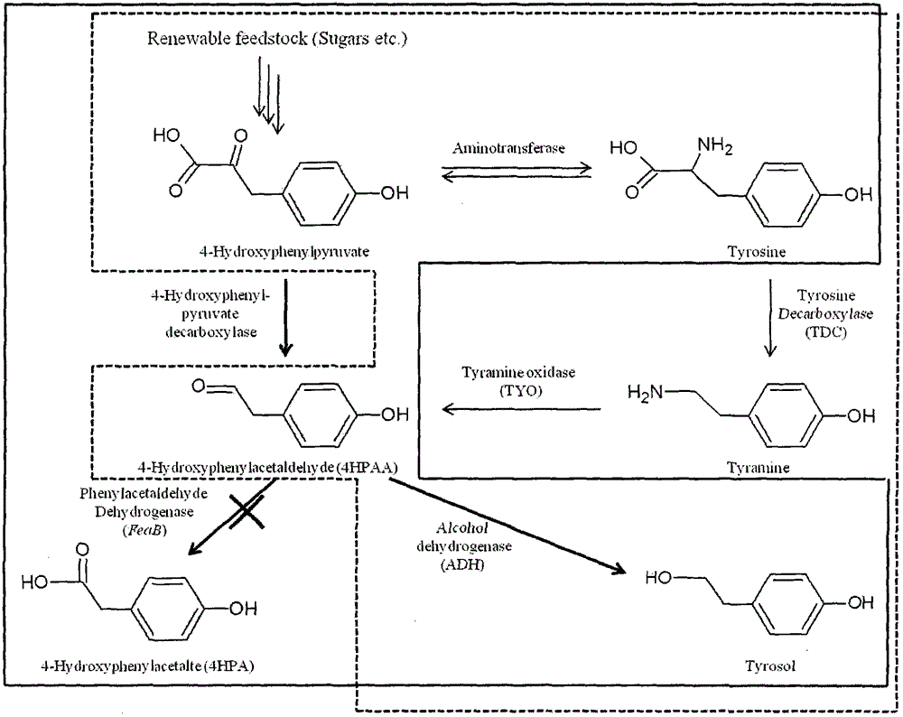 Method for biosynthesis of tyrosol in Escherichia coli and application of tyrosol
