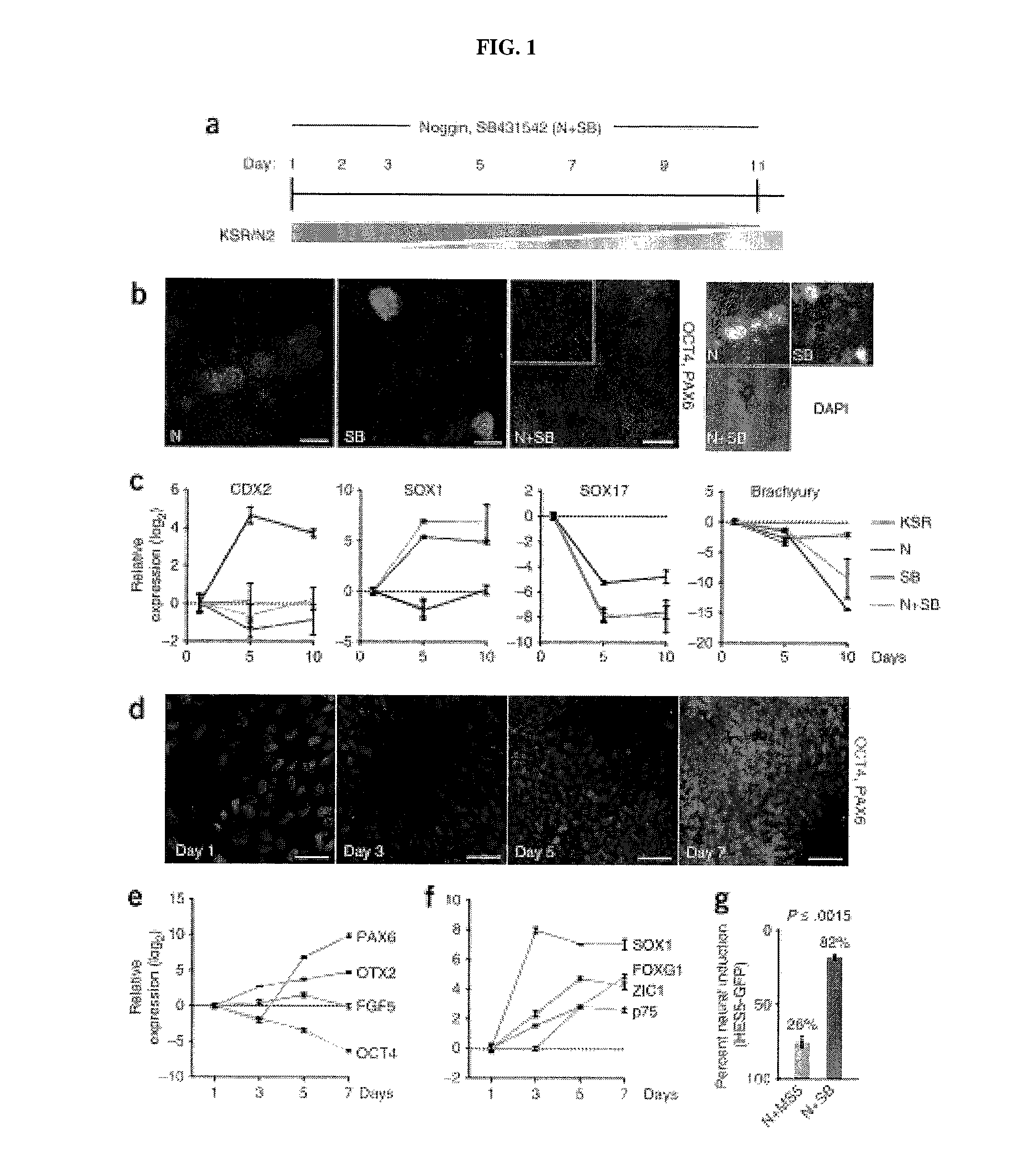 Methods of neural conversion of human embryonic stem cells