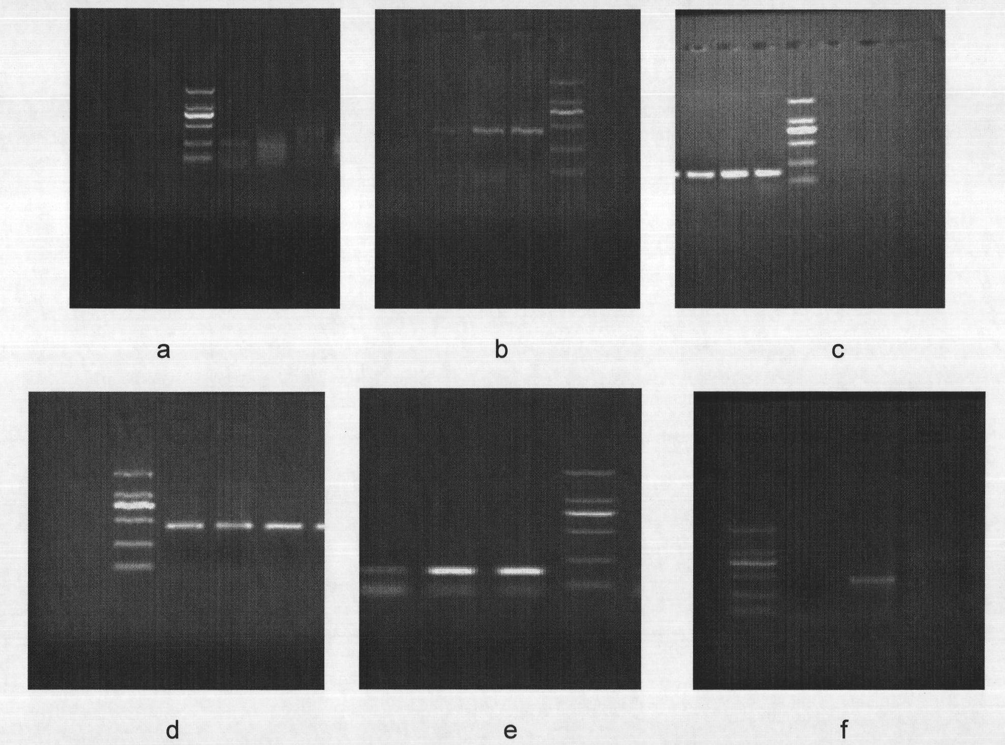Method for carrying out gene mutation detection on cell-free system by HRM technology