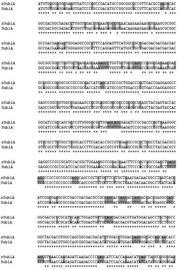 Artificially synthesized waterlogging-resistant gene sSub1A of maize and application thereof