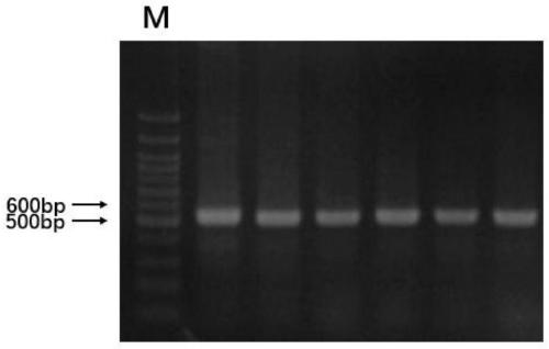 SNP (Single Nucleotide Polymorphism) marker remarkably related to Australian white sheep hoof color grade, molecular marker and application