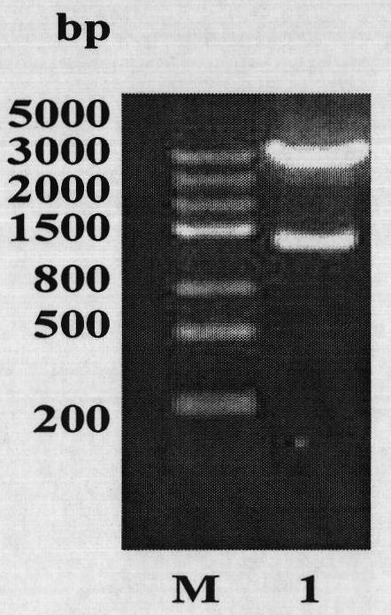 Thymine auxotrophic bacillus anthracis and application thereof