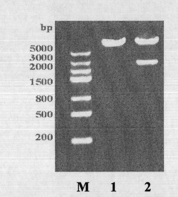 Thymine auxotrophic bacillus anthracis and application thereof