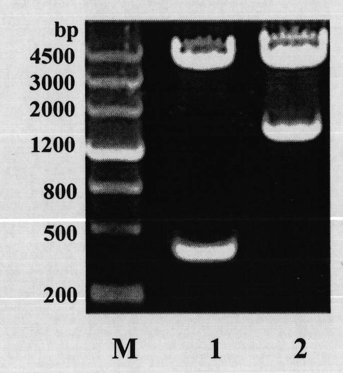 Thymine auxotrophic bacillus anthracis and application thereof