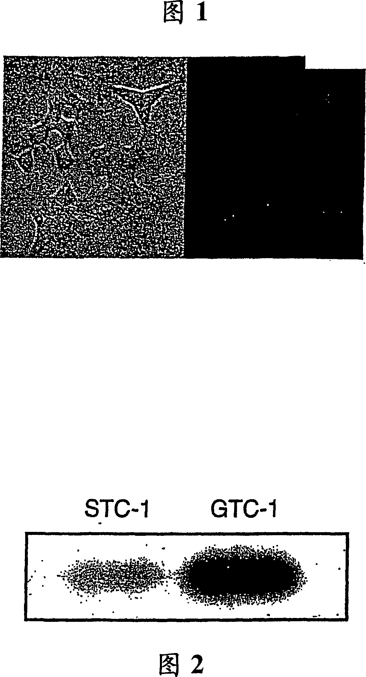Compositions and methods for regulated protein expression in gut