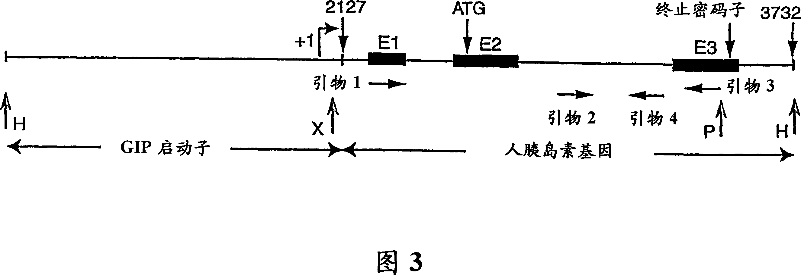 Compositions and methods for regulated protein expression in gut