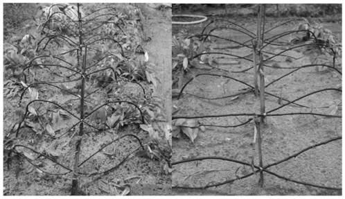 Method for obtaining large-batch high-quality explants by castanopsis hystrix branch bending and germination promotion technology and application thereof