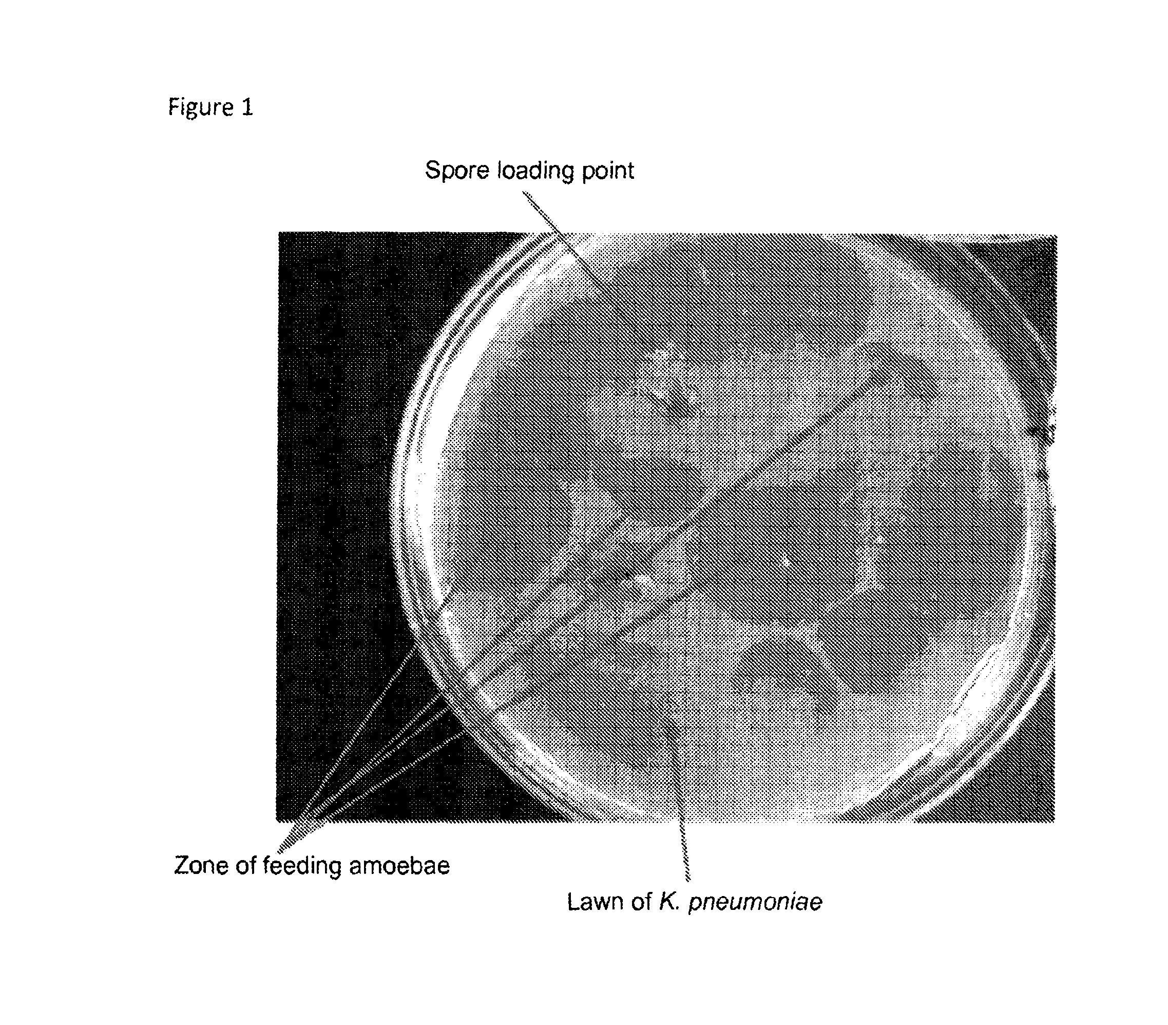 Therapeutic amoeba and uses thereof